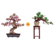 Rolife若來 DIY木製木櫻花語+自在青松 | 3d立體拼圖 | 拼裝模型 | 手作玩具