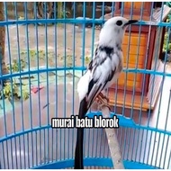 Telur fertil siap tetas murai batu blorok ekor panjang 2 butir 100% menetas