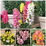 เมล็ดพันธุ์ ดอกลิ้นมังกร สแนปดราก้อน Mixed Snapdragon Seeds Antirrhinum majus flower seeds ต้นไม้มงค