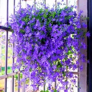 現貨  特價 小欣百貨  垂吊風鈴花草種子四季播種開花種籽花卉盆栽室外陽臺庭院花種籽孑