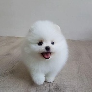 Anjing Super Mini Pom Dog