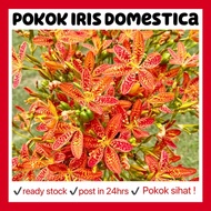 RINA • pokok iris domestica • blackberry lily leopard flower bunga wangi harum fragrance fragrant ou