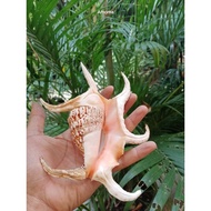 Seashell chiragra 5-7in arts decor collection