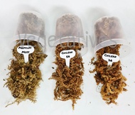 Sphagnum moss Chilean 5 star  7 star