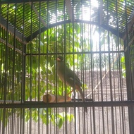 burung Poksay Mandarin gacor
