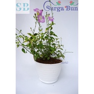 Tanaman Hias Torenia Varigata Bunga Pink