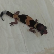 AFT / African Fat Tailed ph Amel