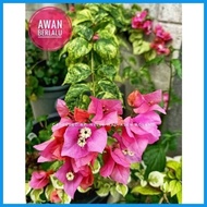 ✆ ✷ SALE!!! ROOTED RARE BOUGAINVILLEA