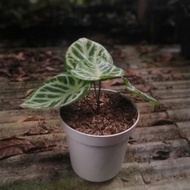 anthurium dorayaki