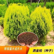 Sprinkle Golden Cypress Seeds Yellow-Headed Cypress Seeds Round Cypress Seeds Sprinkle Golden Cypres