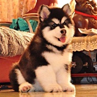 Pure Breed Alaska Puppies Giant Alaska Dogs Peach Face Alaska Sleigh Dogs Gray Red Alaska