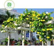 Cây huỳnh anh vàng leo cao 1m đang hoa