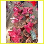 ♞seeds Suksom Jaipong Aglaonema :Indoor and Outdoor Plants