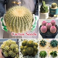 Singapore Ready Stock Mix Rare Cactus Seeds Garden Succulent Cactus Real Plant Live Plant Home Garden Bonsai Indoor Plants Real Live Garden Decoration Items Seeds Vegetable Flower Plant High Germination Rate Grow Fast