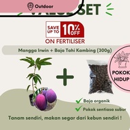 Anak Pokok Mangga Irwin / Mangga Erwin / Mango 爱文芒果 Anak Pokok Hidup Buah Fruit Tree Outdoor Live Pl