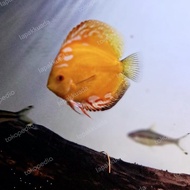 ikan discus indukan 10cm