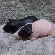 Skinny Guinea pig Black & BRoken