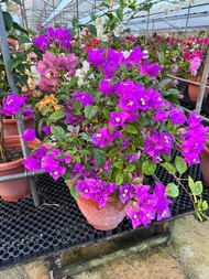 Bougainvillea Purple  flower medium pot flower real live plant free extra organic fertilizer 0.5kg free doorstep delivery