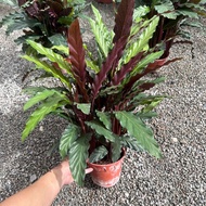 90s Greenovation Live plant Calathea Rufubarba 金红骨竹芋 P150