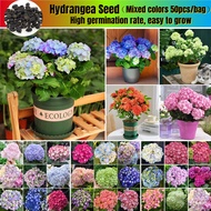 50pcs Hydrangea Seed Bonsai Flower Seeds Benih Bunga Benih Pokok Bunga Hydrangea Flower Seeds Garden Decoration Items