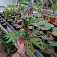 janda bolong variegata lokal - janda bolong 10 daun ngeroset