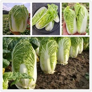 Singapore High Quality 200 Pcs Cabbage Seeds for Sale Vegetables Seeds for Planting Delicious Organi