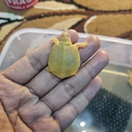 Baby Bulus Albino