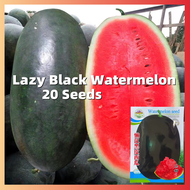 [20 เมล็ด] ปลูกง่าย เมล็ดสด 100% เมล็ดพันธุ์ แตงโม บอนสี Lazy Black Overlord Watermelon Seeds Fruit Seeds เมล็ดผลไม้ F1 เมล็ดแตงโม เมล็ดบอนสี ต้นไม้ผลกินได้ บอนไซ ต้นไม้มงคล พันธุ์ไม้ผล ต้นบอนสี ต้นผลไม้ เมล็ดพันธุ์ผัก ต้นไม้แคระ for Planting Plants