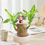 Brazilian Wood Plant, Mini Brazil Lucky Wood, Fortune Brazil Wood Potted Plant, Brazilian Wood Hydro
