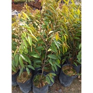 Pokok Durian IOI D168 2 &3 Kaki