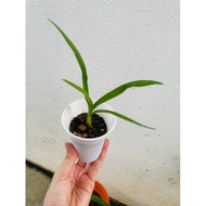 Crinum fortune lucky plant发财蒜香 with pot