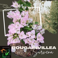 Bougainvillea Survena Live Plants