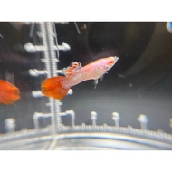 guppy albino magenta pink 1 Pair