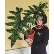 Berjaya Plant Nursery - Alocasia Rare/Pokok Keladi(Pokok Keladi Hidup/Pokok Hiasan Dalam Rumah/Real 