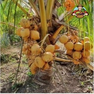 Bibit kelapa Gading orange asli 100%Bibit kelapa Gading Oren valid