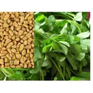 Fenugreek SEED(Trigonella foenum-graecum)