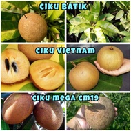 Pokok Ciku Vietnam Pearl Mega CM19 batik buah besar