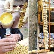 Beekeeping Tools, Jelly Scope, Royal Jelly Shovel, Royal Jelly Scoop, Bee Jelly Spoon, Bee Jelly Spo