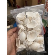 Big dara Shell Shell (kerang Tuk)