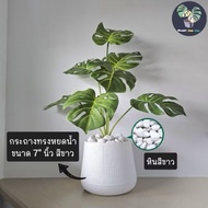 Premium Grade Artificial tree fake Monstera Height 70 Cm. (fake tree) In A Pot There Are 7 Leaves Co