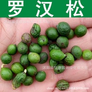 Seed Soil 1 Piece Catty Hanbai = Arhat Seed 1 Arhat Pine Arhat Fir NGCG