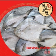 【Sungai Besar】Chinese White Pomfret / Ikan Bawal Putih Duai Tambak / 白昌 白鲳鱼