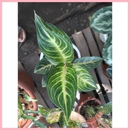 【Hot】 Vanilla Panama Aglaonema plants