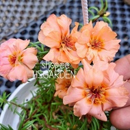 150 biji benih Dream Orange • Hybrid Moss Rose seeds • Biji benih ros jepun hibrid • Portulaca