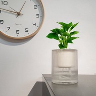 植栽 室內盆栽 黃金葛 懶人盆栽