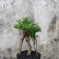 bonsai mentaos okulasi anput