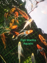 1/3/6 PIECES PACKAGE/LOCAL GRADE AAA KOI/LIVE FISH/IKAN HIASAN/ORNAMENTAL FISH/AQUARIUM NEEDS/READY 