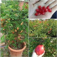 Xả giá siêu rẻ........ Giống lựu đỏ ấn độ