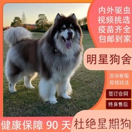 Sleigh Dog Red Gray Alaska Version Bear Version Alaska Pure Breed Wolf Gray Alaska Giant Face 5JYK