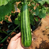 100 BIJI BENIH KRAI SUPER MUDAH TUMBUHBENIH KRAI TIMUN SAYUR